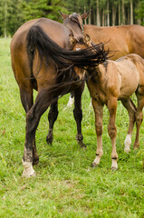 Naklejka na ściany i meble Horses with foal in pasture, Latvia.