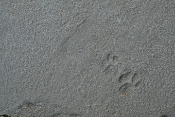 Fototapeta na wymiar Cat footprints on a cement floor