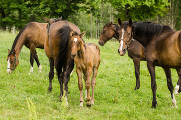 Horses with foal in pasture, Latvia.