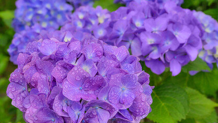 雨上がりの紫陽花（Hydrangea）