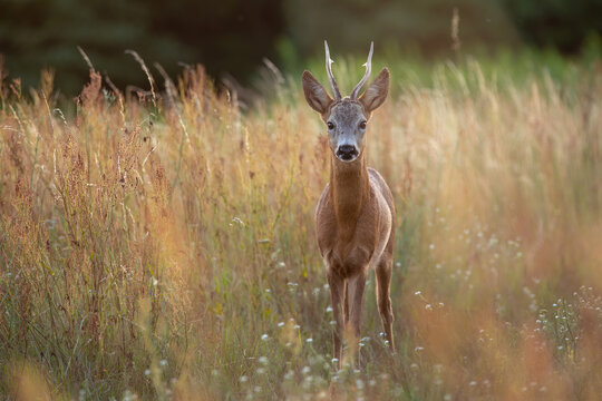 Alert roe deer, capreolus capreolus, buck standing in tall dry grass on a meadow in summer nature and looking to the camera. Front view of a wild animal with antlers from front view with copy space