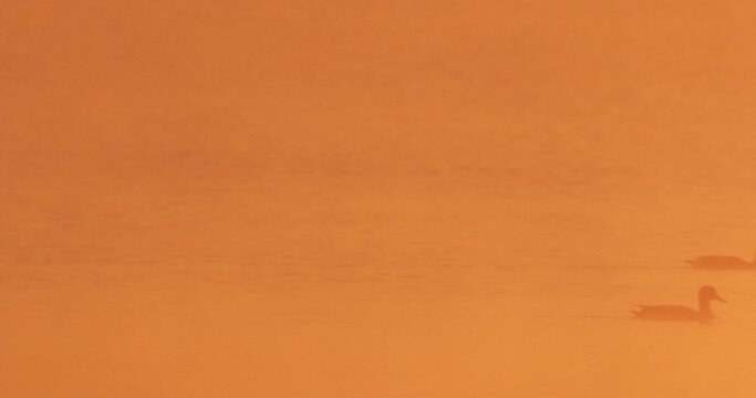 Silhouettes of the mallard ducks on the water during sunrise 