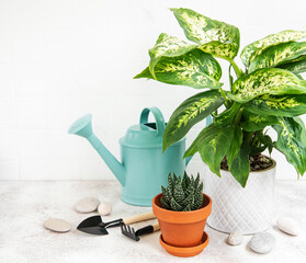 A house plants in flowerpots and green watering can