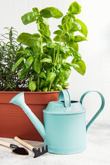 Gardening tools, watering can and herbs plants