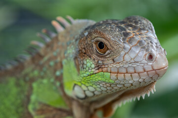 lizard, animal, green lizard with blur background
