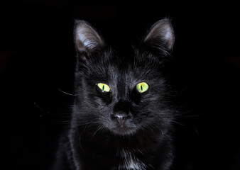 Fototapeta na wymiar Portrait of black cat on dark background