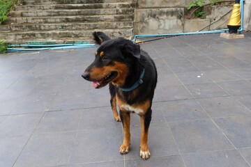 dog black mixed brown standing on the street outdoor