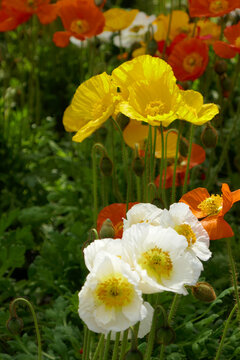 papaver miyabeanum