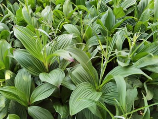 Veratrum nigrum. Leaves of  black false hellebore.