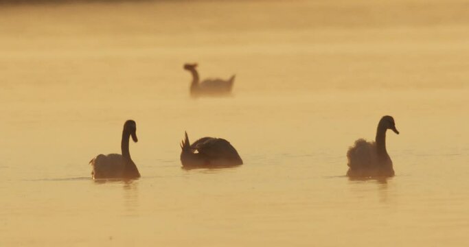 Silhouettes of the swans on the water during sunrise 