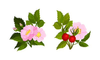 Tender Pink Flowers of Rosa Canina or Dog Rose Plant Specie with Mature Red Rose Hips Vector Set