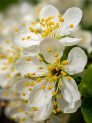 white apple flowers in the spring close up