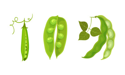 Grain Legume or Pulse Crop with Pod and Beans Vector Set