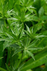 The photo is a photo of wild plants I took in the forest near my house.