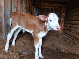 Newborn baby calf in barn peeing 