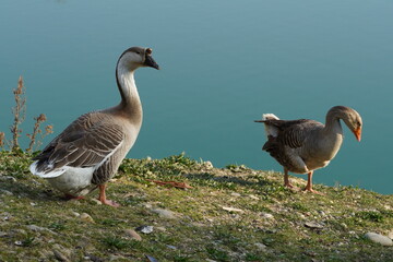 Obraz premium Chinese goose and Greylag goose outdoors in natural environment. Three-dimensional effect photography of two adult geese animals. Goose portrait, ornithology, animal theme, zoology, bird concept.