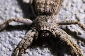 An australian huntsman spider sparassidae heteropodidae a large long legged spider resting on a surface