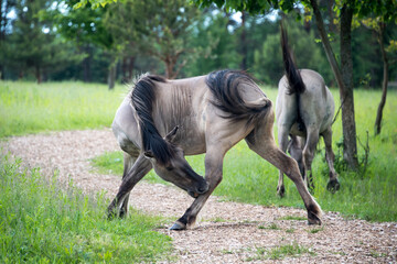 Semi-wild Polish Konik horses eating grass on a meadow near the forest © Magryt