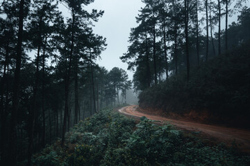 Trees in the fog,wilderness landscape forest with pine trees