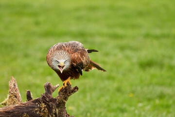 Red kite, bird of prey portrait. The bird is sitting on a stump. Ready to attack its prey