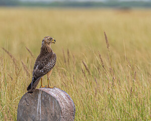 White Eye Buzzard looking for a Kill