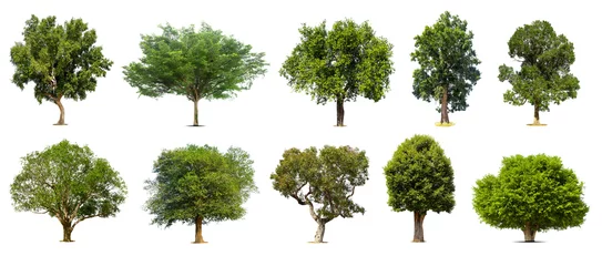 Wandaufkleber Collection of   trees  Isolated  on white background,   Exotic tropical tree for design. © pornsawan
