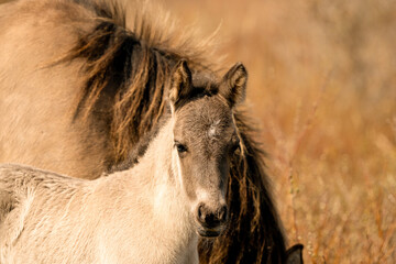 Mare and foal konik horses head in a nature reserve, they graze in the golden reeds