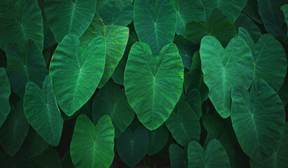 Natural background of green Elephant Ear leaf with vintage filter