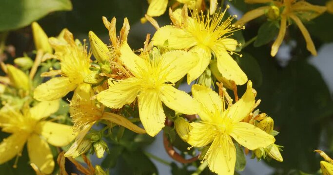 Hypericum perforatum, known as perforate St John's-wort, common Saint John's wort and St John's wort