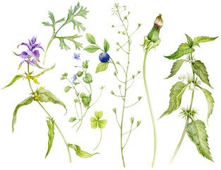 A set of painted forest medicinal plants. Jasnotka white, dandelion, capsella and others. Watercolour illustration.