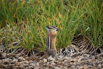 Chipmunk 