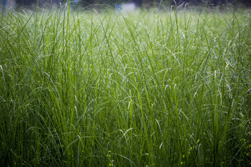 green grass background