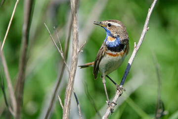 Bluethroat