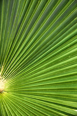 Obraz premium Closeup view of lush palm leaf as background