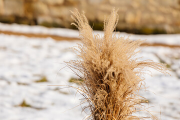 Flowers of Miscanthus sinensis in winter at sunset, Clump of giant Chinese silver grass оr Susuki grass at Vaclav Havel Park in Litomerice, snow at sunny day, grass tied in sheaves plant close up