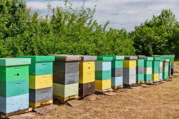 Bee hives surrounded by trees on a sunny day. Row of wooden beehives for bees 