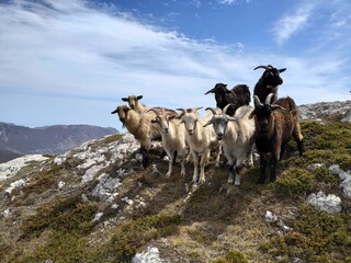 Goats stand on the top of the mountain.