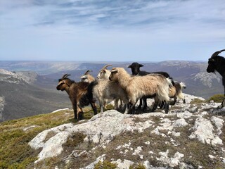Goats stand on the top of the mountain.