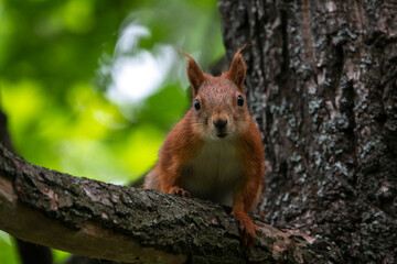 Naklejka na ściany i meble Curious red squirrel