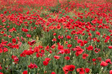 Poppy fields blooming in a sea of red, poppies 