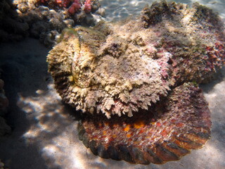 Stone fish - Synanceiidae. Ocean wart - this fish of the family Synanceiidae grows up to 27 cm. It lies motionless on the bottom for hours, waiting for prey. One of the world's most poisonous fish.