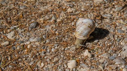 Weinbergschnecke