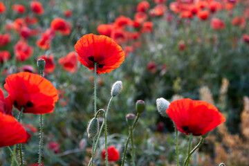 Poppy fields blooming in a sea of red, poppies 