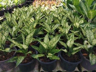 Garden shop. A row of plants for garden design are offered for sale.