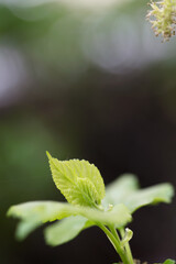 Spring buds