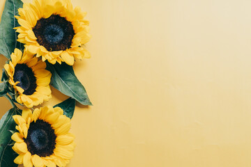 Summer backdrop with sunflowers