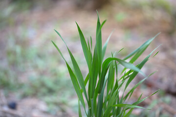 Green wheat seedlings