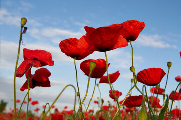 Poppy fields blooming in a sea of red, poppies 