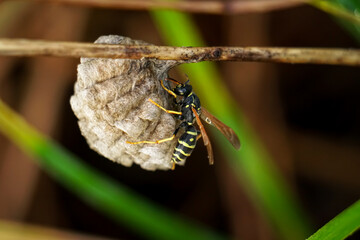 Common Wasp nest (Vespula vulgaris) in the grass. A wasp in its nest. The wasp at the hive