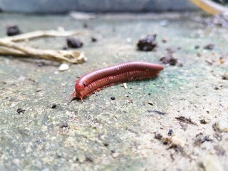 Close up millipedes breed on the floor tile.